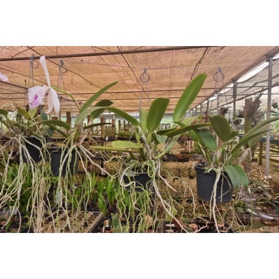 Cattleya Máxima Semi Alba Estriata  - AD