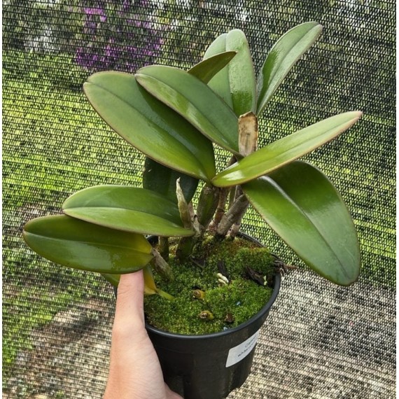 Cattleya Whiteii Coerulea - AD