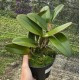 Cattleya Whiteii Coerulea - AD
