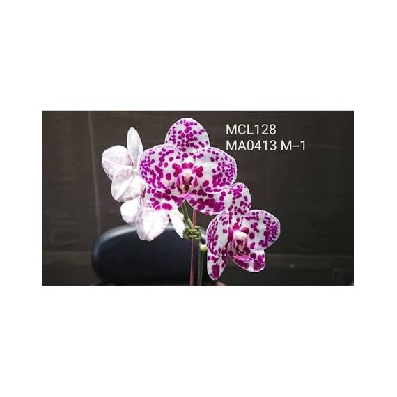 Phalaenopsis Mituo Sunrise - T3 ( Em breve !)