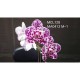 Phalaenopsis Mituo Sunrise - T3 ( Em breve !)