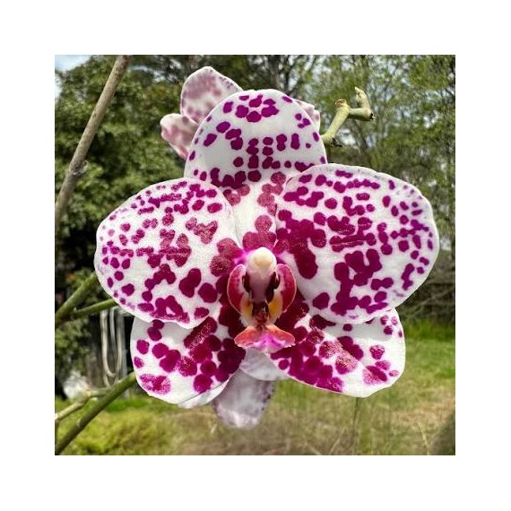 Phalaenopsis Mituo Sunrise - Nbs