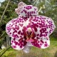 Phalaenopsis Mituo Sunrise - T3 ( Em breve !)