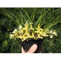Maxillaria Kautskyi - Perfumada