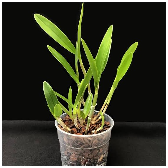 Epidendrum Ciliare - SALDÃO