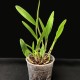 Epidendrum Ciliare - SALDÃO