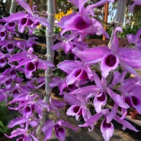 Dendrobium Anosmum no Cesto com Alça