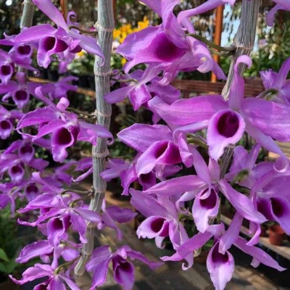 Dendrobium Anosmum no Cesto com Alça