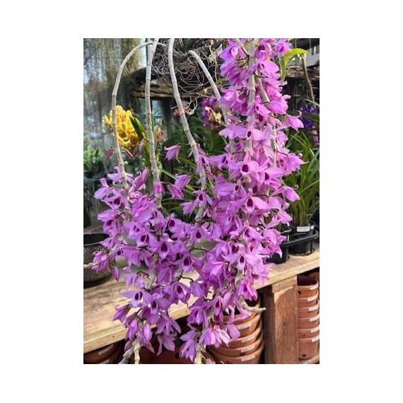 Dendrobium Anosmum no Cesto com Alça