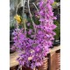 Dendrobium Anosmum no Cesto com Alça