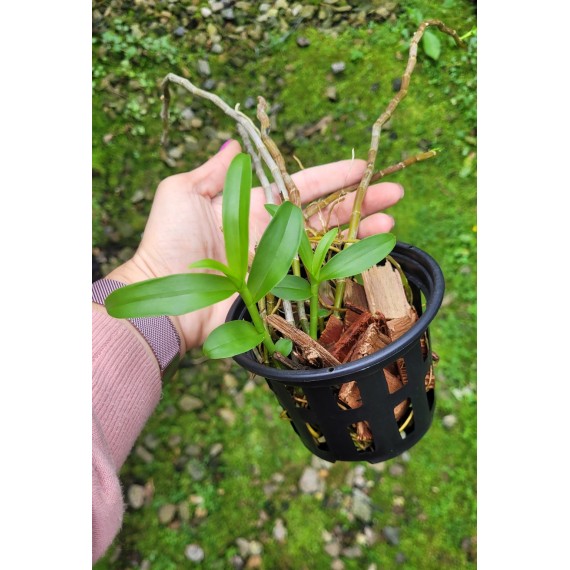 Dendrobium Anosmum no Cesto com Alça