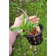 Dendrobium Anosmum no Cesto com Alça