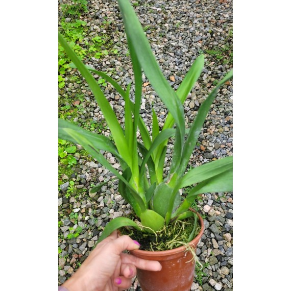 Odontocidium Catatante (Com 2 Frentes)