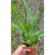 Odontocidium Catatante (Com 2 Frentes)