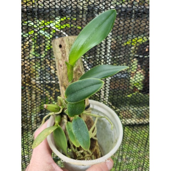 Cattleya Walkeriana flamea trilabelo - AD