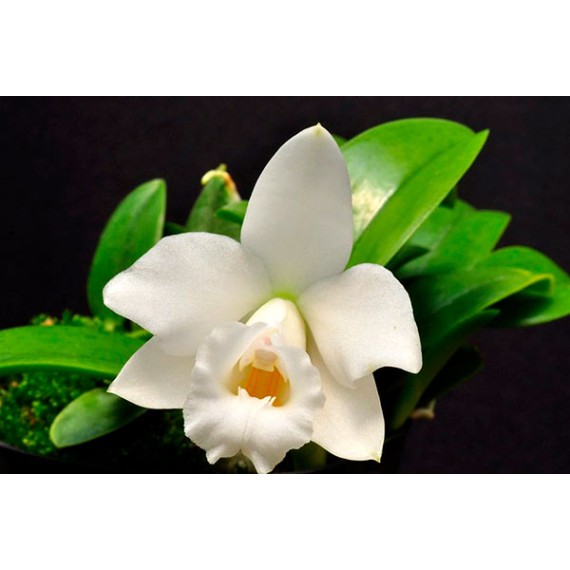 Laelia Alaorii var. Albescens - NBS