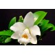 Laelia Alaorii var. Albescens - NBS