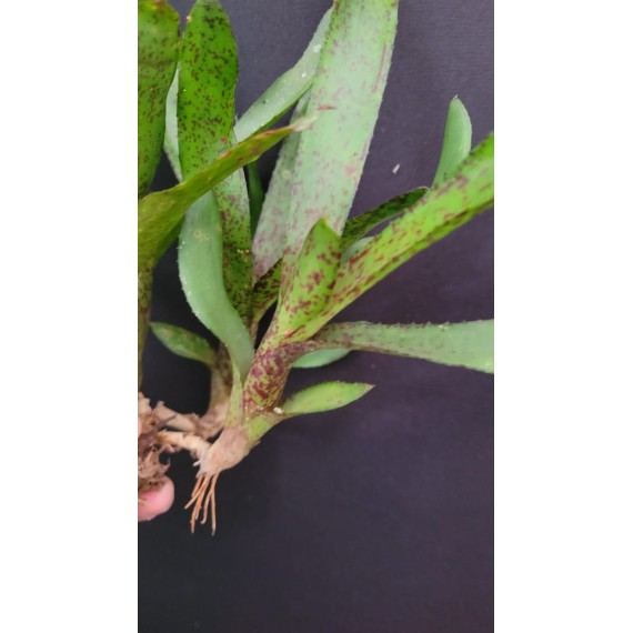 Neoregelia Ampullacea