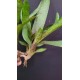 Neoregelia Ampullacea