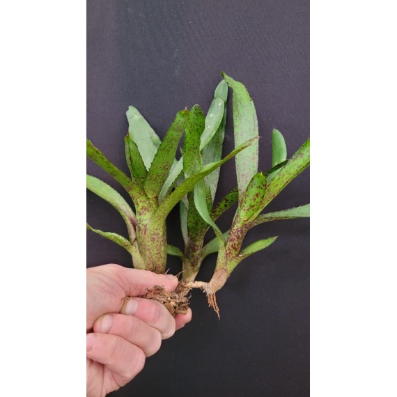 Neoregelia Ampullacea