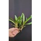 Neoregelia Ampullacea