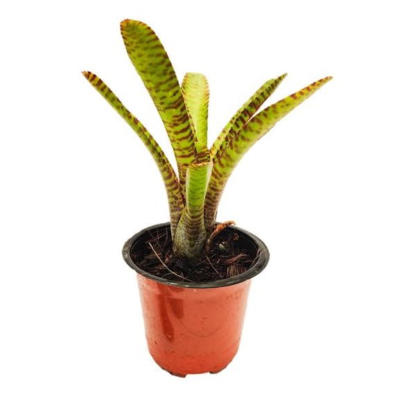 Neoregelia Tigrina
