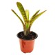 Neoregelia Tigrina