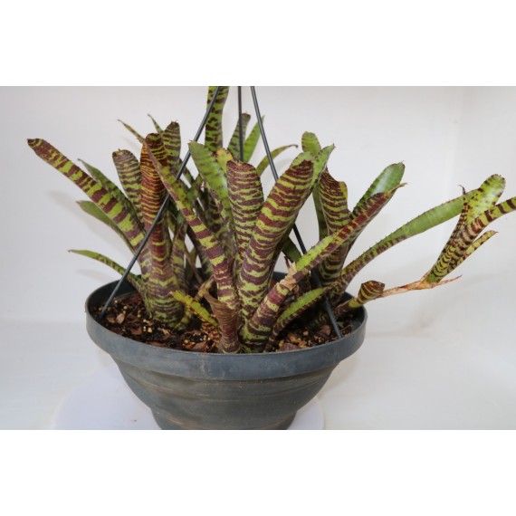 Neoregelia Tigrina