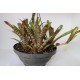 Neoregelia Tigrina