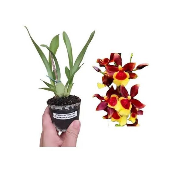 Oncidium Volcano Hula Halau - T3