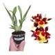 Oncidium Volcano Hula Halau - T3