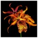 Myrmecatavola Frances Fox  - Ad