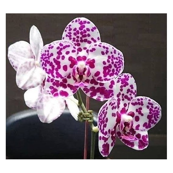 Phalaenopsis Mituo Sunrise - Nbs