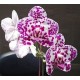Phalaenopsis Mituo Sunrise - Nbs