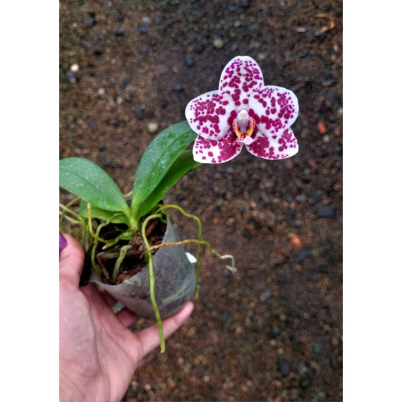 Phalaenopsis Mituo Sunrise - Nbs