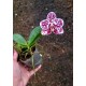 Phalaenopsis Mituo Sunrise - Nbs