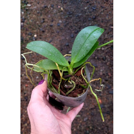 Phalaenopsis Mituo Sunrise - Nbs