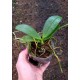 Phalaenopsis Mituo Sunrise - Nbs
