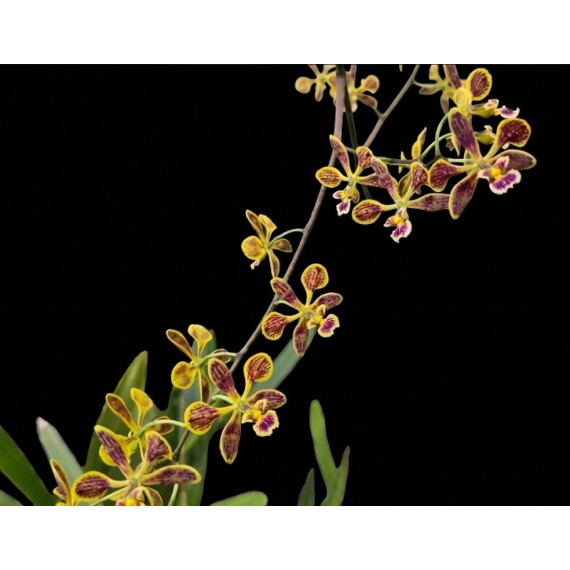 Encyclia Oncidioides Dark - Pré-adulta