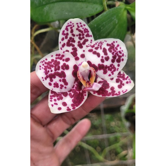 Phalaenopsis Mituo Sunrise - Nbs