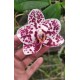 Phalaenopsis Mituo Sunrise - Nbs