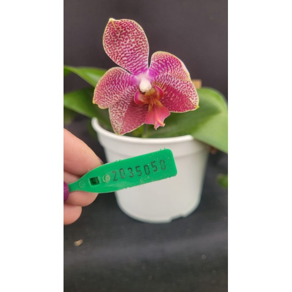Phal. Santa Clara - LACRE 2035058