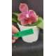 Phal. Santa Clara - LACRE 2035058