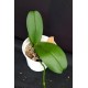 Phal. Santa Clara - LACRE 2035059