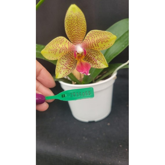 Phal. Santa Clara - LACRE 2035059