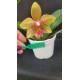 Phal. Santa Clara - LACRE 2035059