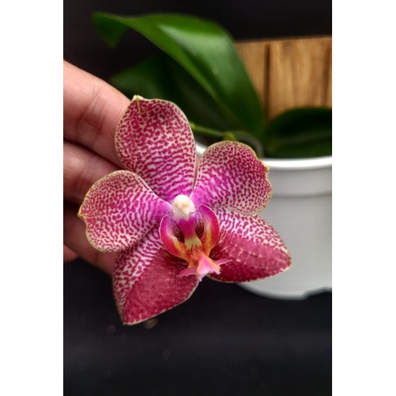 Phal. Santa Clara - LACRE 2035058