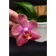 Phal. Santa Clara - LACRE 2035058