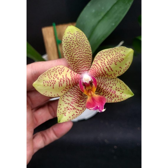 Phal. Santa Clara - LACRE 2035059
