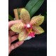 Phal. Santa Clara - LACRE 2035059